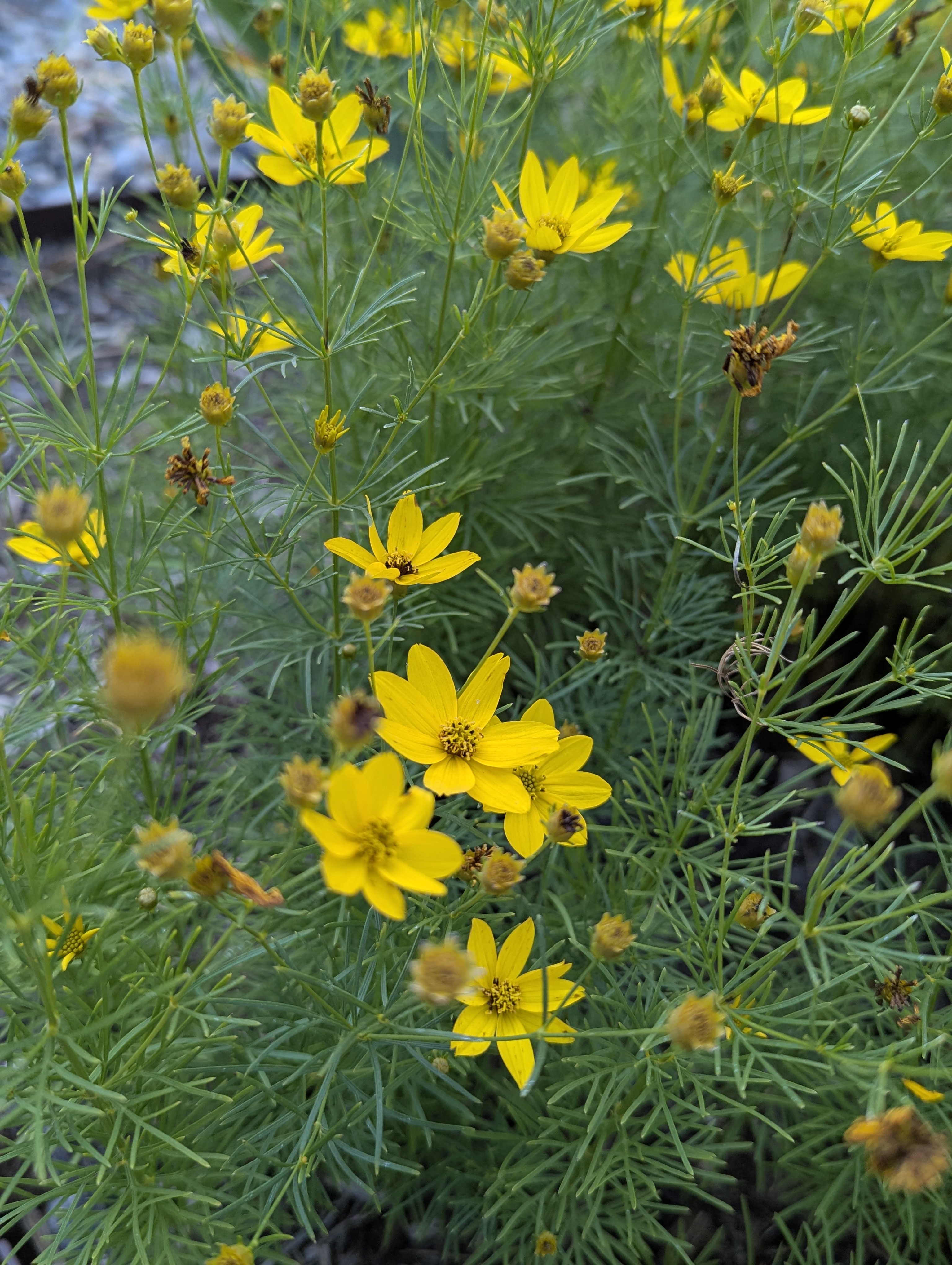 Garden, Morrison, Colorado